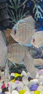 30 € stuks, Dieren en Toebehoren, Vissen | Aquariumvissen