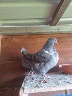 Texan Pioneer duiven, Dieren en Toebehoren