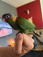 Conure cruentata, Dieren en Toebehoren, Vogels | Parkieten en Papegaaien