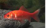 4 Poissons Rouges (gratuit), Goudvis(sen)