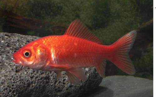 4 Poissons Rouges (gratuit), Dieren en Toebehoren, Vissen | Vijvervissen, Goudvis(sen)