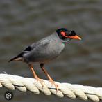 Maina, Dieren en Toebehoren, Vogels | Overige Vogels