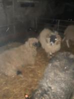 Béliers et brebis pour la fête de l'Adha, Animaux & Accessoires