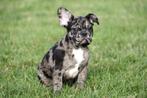 Franse Bulldog pups te koop, Dieren en Toebehoren, 15 weken tot 1 jaar, Buitenland, CDV (hondenziekte), Bulldog