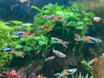 Endler guppy, Dieren en Toebehoren, Vis, Zoetwatervis, Schoolvis