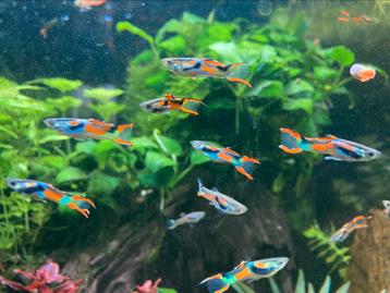 Endler guppy beschikbaar voor biedingen