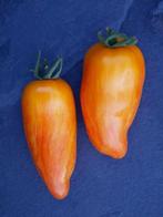 5 graines de tomate Yellow Fire - roma multicolore BIO, Graine, Printemps, Envoi