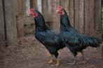 Volaille de combat
