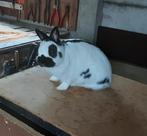 Kleurdwerg ( Lotharinger ), Dieren en Toebehoren, Mannelijk, Dwerg, 3 tot 5 jaar