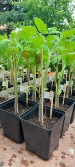 Tomatenplanten uit eigen teelt, Lente, Ophalen, Groenteplanten, Eenjarig