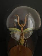 Magnifique Mante Hierodula Venosa appelée aussi UFO Mantis,, Insecte, Animal empaillé, Enlèvement ou Envoi, Neuf