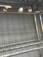 Opzoek naar zebravinken, Dieren en Toebehoren