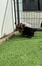 Prachtige mini Yorkshire Terriër  pup, Dieren en Toebehoren, Honden | Jack Russells en Terriërs, CDV (hondenziekte), Meerdere