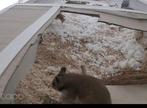 A DONNER URGENT ! Hamster Syrian/Doré 4 mois, Animaux & Accessoires, Rongeurs, Hamster