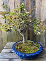 Bonsai Pyracantha, Jardin & Terrasse