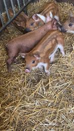 Duroc varkens te koop, Dieren en Toebehoren, Schapen, Geiten en Varkens, Varken