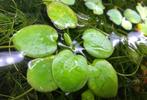 Limnobium laevigatum – Amazone kikkerbeet, Dieren en Toebehoren, Ophalen of Verzenden, Plant(en), Steen of Hout