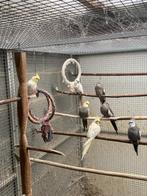 Calopsittes pour volière, Meerdere dieren, Parkiet, Geringd