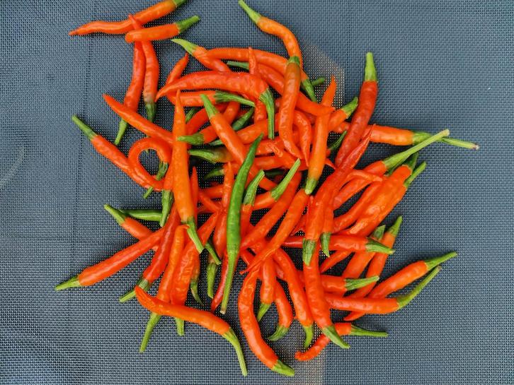 5 zaden pepers Lanterna de foc - matig heet, Tuin en Terras, Bloembollen en Zaden, Zaad, Voorjaar, Volle zon, Verzenden