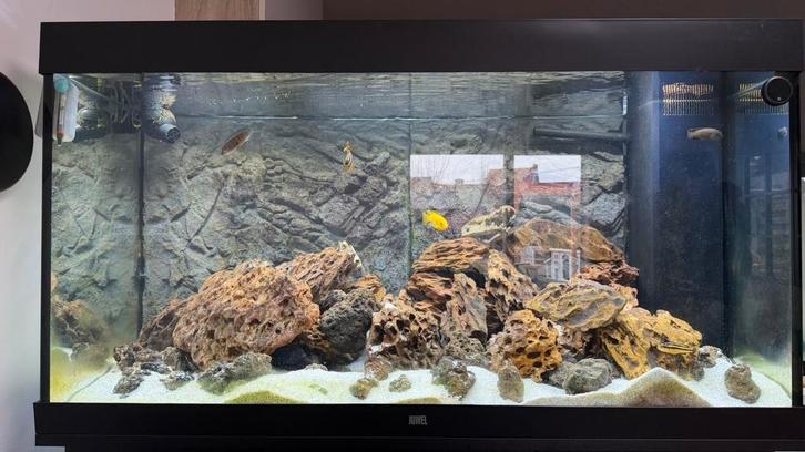 Aquarium, Dieren en Toebehoren, Vissen | Aquariumvissen, Zoetwatervis, Kreeft, Krab of Garnaal, Schoolvis