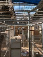 Halsbandparkieten, Dieren en Toebehoren, Vogels | Parkieten en Papegaaien, Meerdere dieren, Parkiet, Geringd