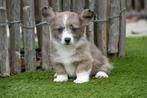 Prachtige Welsh corgi cardigan pups, Dieren en Toebehoren, België, Overige rassen, CDV (hondenziekte), 8 tot 15 weken