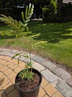 Albitsia jubrisin of Perzische slaapboom, Tuin en Terras, Ophalen