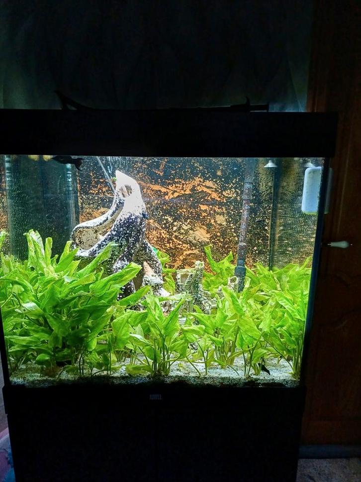 Aqarium, Dieren en Toebehoren, Vissen | Aquaria en Toebehoren, Gebruikt, Gevuld zoetwateraquarium, Ophalen