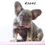 FLUFFY Franse Bulldog (teefjes) te koop, 15 weken tot 1 jaar, Handelaar, Buitenland, Bulldog