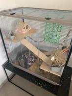 Tamme rat + toebehoren, Mannelijk, Rat, Tam