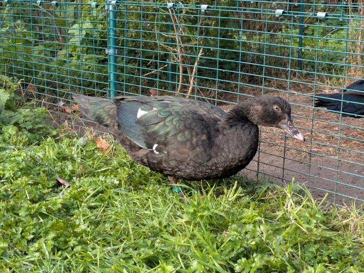 Zwarte en gestreepte Muskuseenden van 2025, Dieren en Toebehoren, Pluimvee, Eend