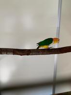 Roestkop caique man, Dieren en Toebehoren, Mannelijk, Parkiet, Geringd
