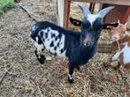 Dwerggeit bokje, Dieren en Toebehoren, Schapen, Geiten en Varkens, Mannelijk, Geit, 0 tot 2 jaar