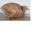 Japanse kwartels – hennen, hanen, kuikens, ei  –hobby of rui, Meerdere dieren, Overige soorten