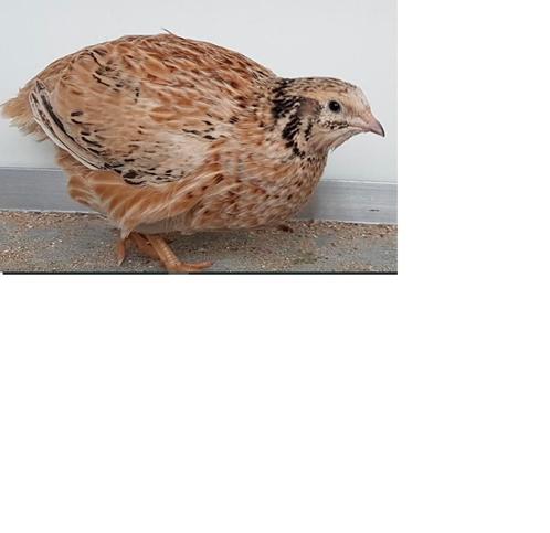 Japanse kwartels – hennen, hanen, kuikens, ei  –hobby of rui, Dieren en Toebehoren, Pluimvee, Overige soorten, Meerdere dieren