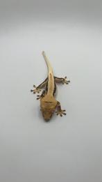 Lilly White Crested Gecko, Dieren en Toebehoren, Reptielen en Amfibieën