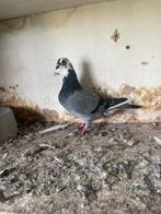 Postduif te koop voor € 10, Meerdere dieren, Postduif