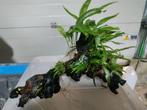 Aqaurium plant, Ophalen of Verzenden, Gebruikt, Plant(en), Steen of Hout