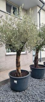 Olijfbomen Olea Europaea - op voorraad - zelf uit te kiezen, Ophalen, Olijfboom