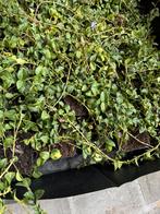 Maagdenpalm/ vinca minor, Enlèvement, Plante fixe