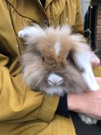 Konijntjes, Dieren en Toebehoren, Konijnen, Meerdere dieren, Klein, Hangoor, 0 tot 2 jaar