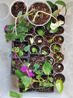 Boutures plantes d'intérieur, Handtassen en Accessoires, Broches, Ophalen of Verzenden, Zo goed als nieuw, Groen