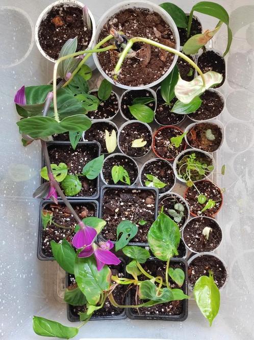 Boutures plantes d'intérieur, Handtassen en Accessoires, Broches, Zo goed als nieuw, Groen, Ophalen of Verzenden
