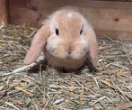 Nhd/minilop, Dieren en Toebehoren, Konijnen
