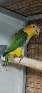 Roestkopcaique, Mannelijk, Papegaai, Geringd