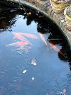 Poissons Koï, Animaux & Accessoires, Poissons | Poissons d'étang, Carpe ou Koï
