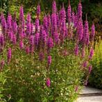 Lythrum salicaria, Tuin en Terras, Ophalen
