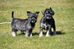 Chiots Schnauzer nains à vendre, 15 semaines à 1 an, Étranger, Chien (mâle), Parvovirose