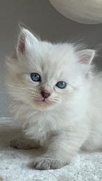 Siberische (Neva Masquerade ) kitten te koop, Meerdere dieren, Met stamboom, 0 tot 2 jaar