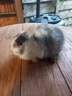 Mooi kleurdwerg konijntje supertam, Dieren en Toebehoren, Konijnen